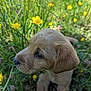 puppy, dog, animal, young, grass, flower, yellow_flower, outdoor, nature, greenery, cute, sniffing, fur, closeup, pet, summer, field, small_animal, adorable, playful