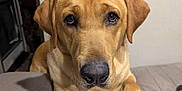 Hunter is registered to the contest to win money with this photo: dog, golden_retriever, pet, indoor, blanket, paws, face, looking, animal, cute, fur, ears, nostrils, snout, bed, domestic, companion, mammal, friendly, resting
