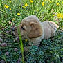 puppy, dog, animal, grass, yellow_flowers, greenery, nature, outdoor, cute, young, fur, pet, small, flora, leaf, plant, spring, wildflowers, side_view, adorable