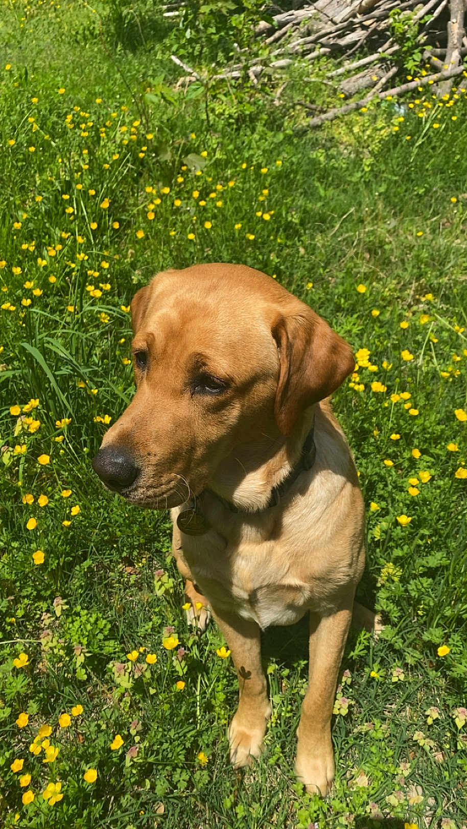 Hunter joined the competition — help win amazing prizes! dog, canine, yellow_flower, wildflower, grass, outdoor, pet, animal, nature, sunlight, collar, mammal, sitting, fur, portrait, daylight, field, greenery, summer, peaceful