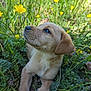 puppy, dog, yellow_flower, wildflower, grass, nature, outdoor, animal, cute, young, fur, greenery, plant, pet, mammal, closeup, daylight, flora, field, eyes