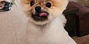 Cujo is registered to the contest to win money with this photo: dog, pomeranian, pet, cute, fluffy, tongue_out, indoor, bed, carpet, animal, small_dog, groomed, fur, face, eyes, nose, sitting, blanket, furniture, cozy