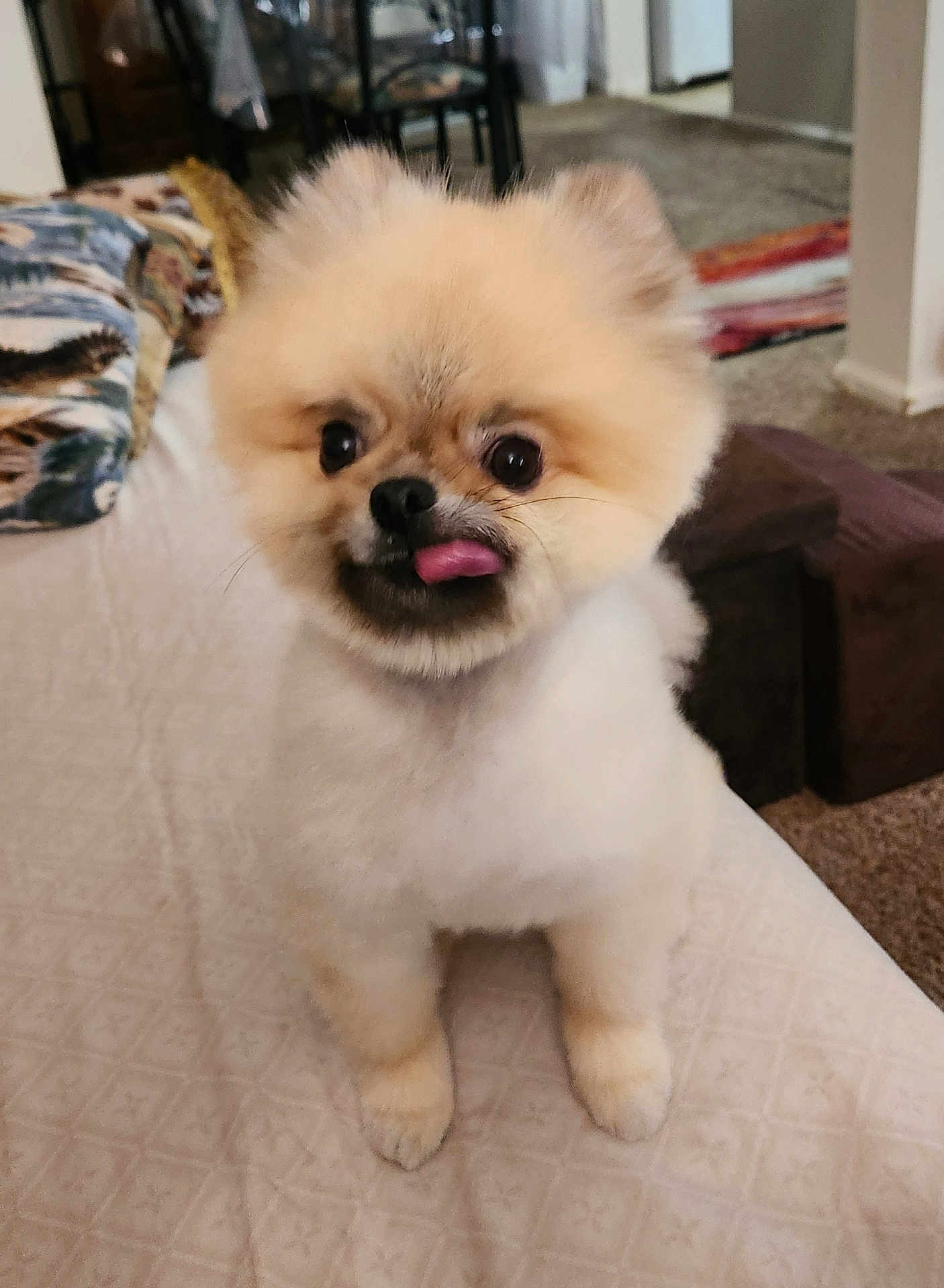 Cujo
