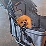 animal, canine, cute, dog, floor, fluffy, gray, handle, happy, indoor, mesh, metal_frame, pet, pet_stroller, pomeranian, small_dog, stroller, tongue_out, transportation, wheels