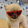 Cujo joined the competition — help win amazing prizes! dog, sunglasses, heart_shaped, fluffy, tongue_out, pet, cute, indoor, table, bottles, polka_dot, decor, animal, funny, playful, small_dog, furry, face, accessory, standing