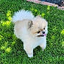 Cujo joined the competition — help win amazing prizes! dog, pomeranian, grass, pet, animal, outdoor, cute, fluffy, tongue, small_dog, greenery, garden, sunlight, playful, nature, fur, canine, mammal, adorable, walking