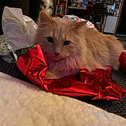 Simba joined the competition — help win amazing prizes! animal, background, carpet, cat, chair, cozy, cute, decorations, domestic_cat, fluffy, furniture, holiday, household, indoor, orange_cat, pet, red_paper, relaxed, table, wrapping_paper