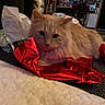 animal, background, carpet, cat, chair, cozy, cute, decorations, domestic_cat, fluffy, furniture, holiday, household, indoor, orange_cat, pet, red_paper, relaxed, table, wrapping_paper