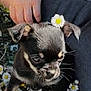 Tara participe au concours pour gagner de l'argent avec cette photo : animal, black_dog, closeup, cute, daisies, dog, ear_flower, flower, grass, hand, holding, jeans, nature, outdoor, person, pet, puppy, small, sunlight, young