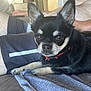 black_dog, brown_eyes, chihuahua, closeup, collar, companion, couch, cute, dog, domestic_animal, ears, fur, human_leg, indoor, pet, relaxing, resting, shorts, small_dog, towel