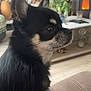 Tara participe au concours pour gagner de l'argent avec cette photo : animal, black_and_tan, chihuahua, companion, couch, cozy, cute, dog, domestic, ears, fireplace, fur, houseplant, indoor, living_room, pet, relaxing, side_profile, small_dog, snout