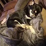 Tara participe au concours pour gagner de l'argent avec cette photo : black_and_white, blanket, canine, comfort, companion, couch, cozy, cute, dog, domestic_animal, fur, furry, home, indoor, nap, pet, relaxation, resting, sleeping, small_dog