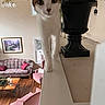 Jubilee joined the competition — help win amazing prizes! armchair, candle, cat, ceiling_fan, curious, decor, furniture, indoor, living_room, painting, pet, pink, plant, planter, sofa, table, wall, white, window, wooden_floor