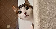 Jubilee joined the competition — help win amazing prizes! animal, bathroom, bathtub, brown, cat, corner, curious, cute, ears, eyes, face, home, indoor, peeking, pet, texture, tile, wall, whiskers, white