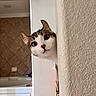 animal, bathroom, bathtub, brown, cat, corner, curious, cute, ears, eyes, face, home, indoor, peeking, pet, texture, tile, wall, whiskers, white