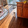 Jubilee is registered to the contest to win money with this photo: cabinet, cat, curious, door, flooring, furniture, glass_door, home_interior, indoor, kitchen, natural_light, pet, plant_stand, potted_plant, rug, shadow, sneakers, sunlight, window, wooden_floor