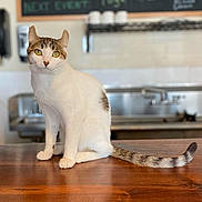 Jubilee is registered to the contest to win money with this photo: animal, cafe, cat, curious, cute, domestic_cat, ears, eyes, feline, fur, house_pet, indoor, menu_board, pet, sink, sitting, tabby_cat, tail, whiskers, wooden_counter