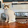 animal, cafe, cat, curious, cute, domestic_cat, ears, eyes, feline, fur, house_pet, indoor, menu_board, pet, sink, sitting, tabby_cat, tail, whiskers, wooden_counter
