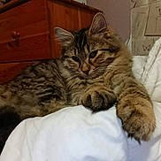 Spiddy participe au concours pour gagner de l'argent avec cette photo : animal, blanket, butterfly, cat, cozy, cute, ears, fluffy, fur, furniture, indoor, paw, pet, relaxed, resting, sketches, sleepy, tabby_cat, whiskers, wooden_dresser