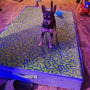 Dean joined the competition — help win amazing prizes! dog, mattress, floor, chair, table, kitchen, toy, slipper, wooden_floor, indoor, furniture, pet, small_dog, patterned_mattress, clutter, lighting, shadow, door, cabinet, household_items