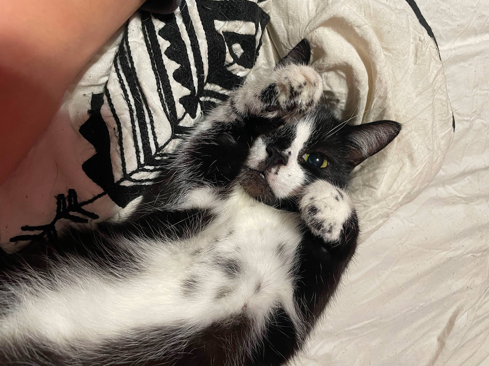 Ezo is registered to the contest to win money with this photo: carnivore, cat, claw, comfort, dog_breed, domestic_short_haired_cat, felidae, foot, fur, grey, human_leg, linens, monochrome, monochrome_photography, nail, paw, small_to_medium_sized_cats, tail, whiskers, wrist