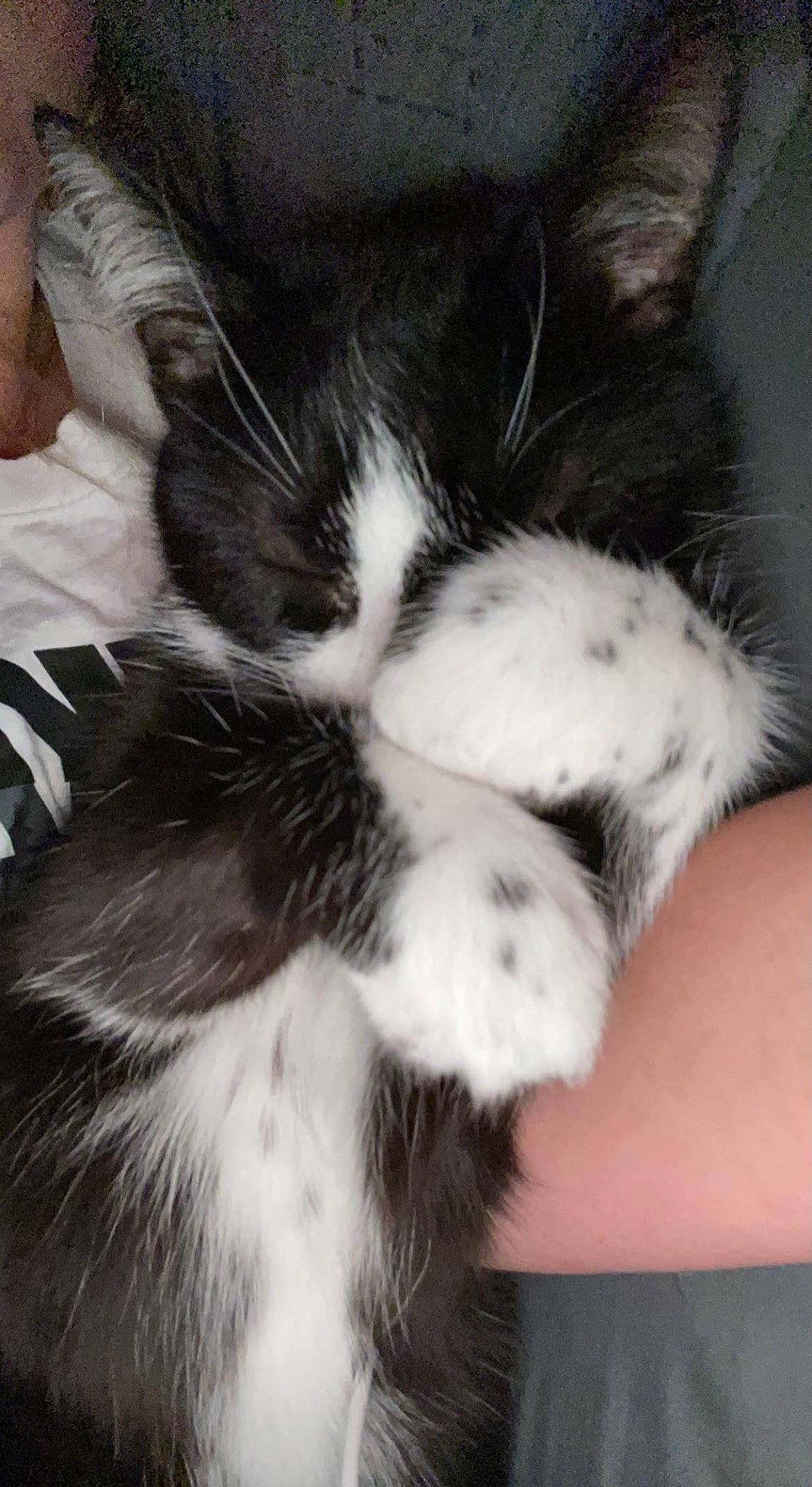 Ezo is registered to the contest to win money with this photo: carnivore, cat, claw, comfort, domestic_short_haired_cat, eye, felidae, fur, head, paw, small_to_medium_sized_cats, snout, tail, terrestrial_animal, whiskers