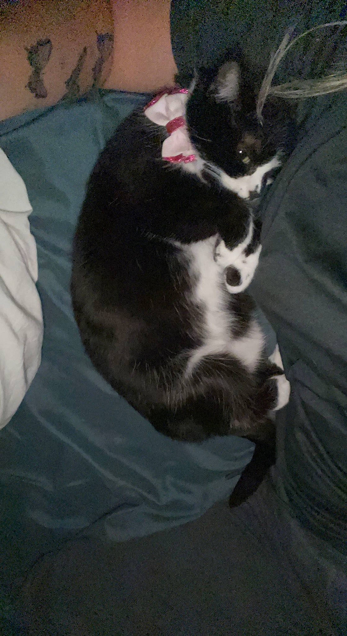 Ezo joined the competition — help win amazing prizes! black_cat, carnivore, cat, claw, comfort, dog_breed, domestic_short_haired_cat, felidae, fur, linens, nap, paw, small_to_medium_sized_cats, tail, tints_and_shades, whiskers