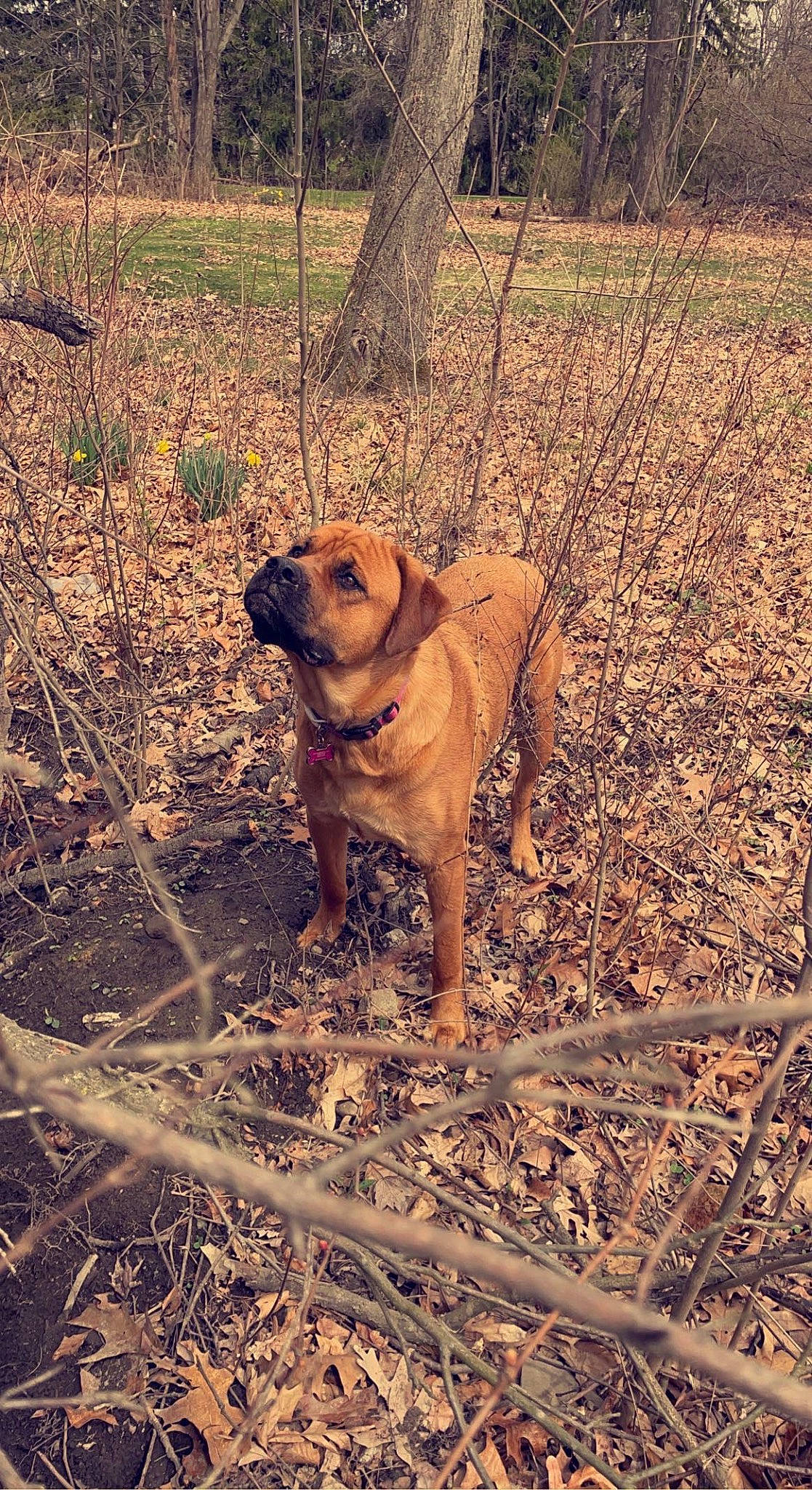 Billie is registered to the contest to win money with this photo: canidae, carnivore, companion_dog, dog, dog_breed, fawn, grass, landscape, molosser, ori_pei, plant, shar_pei, snout, soil, sporting_group, tail, terrestrial_animal, tree, wood, wrinkle