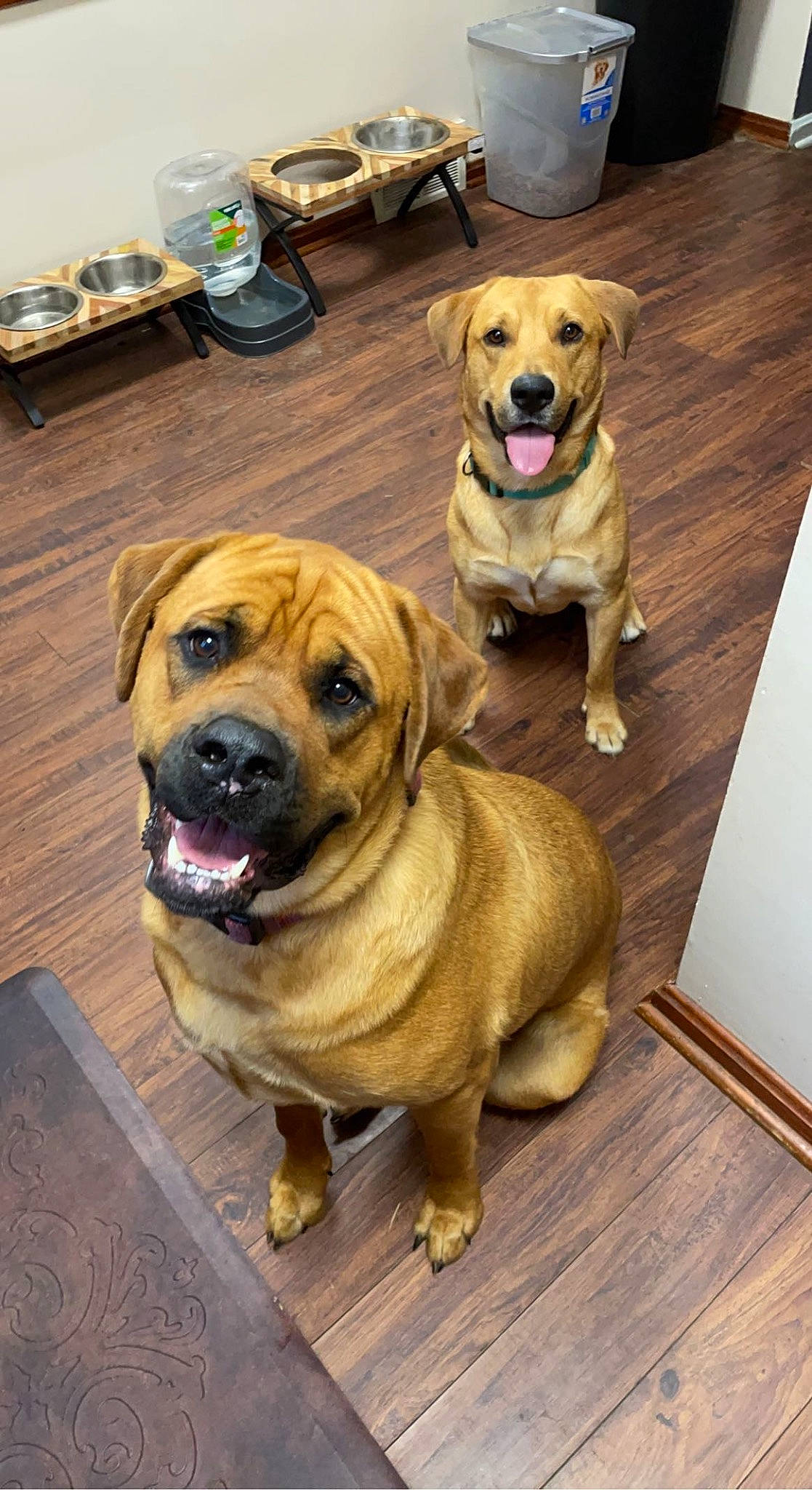 Billie is registered to the contest to win money with this photo: carnivore, chair, collar, companion_dog, dog, dog_breed, dog_collar, door, fawn, flooring, fur, hardwood, pet_supply, snout, sporting_group, whiskers, window, wood, working_animal, wrinkle