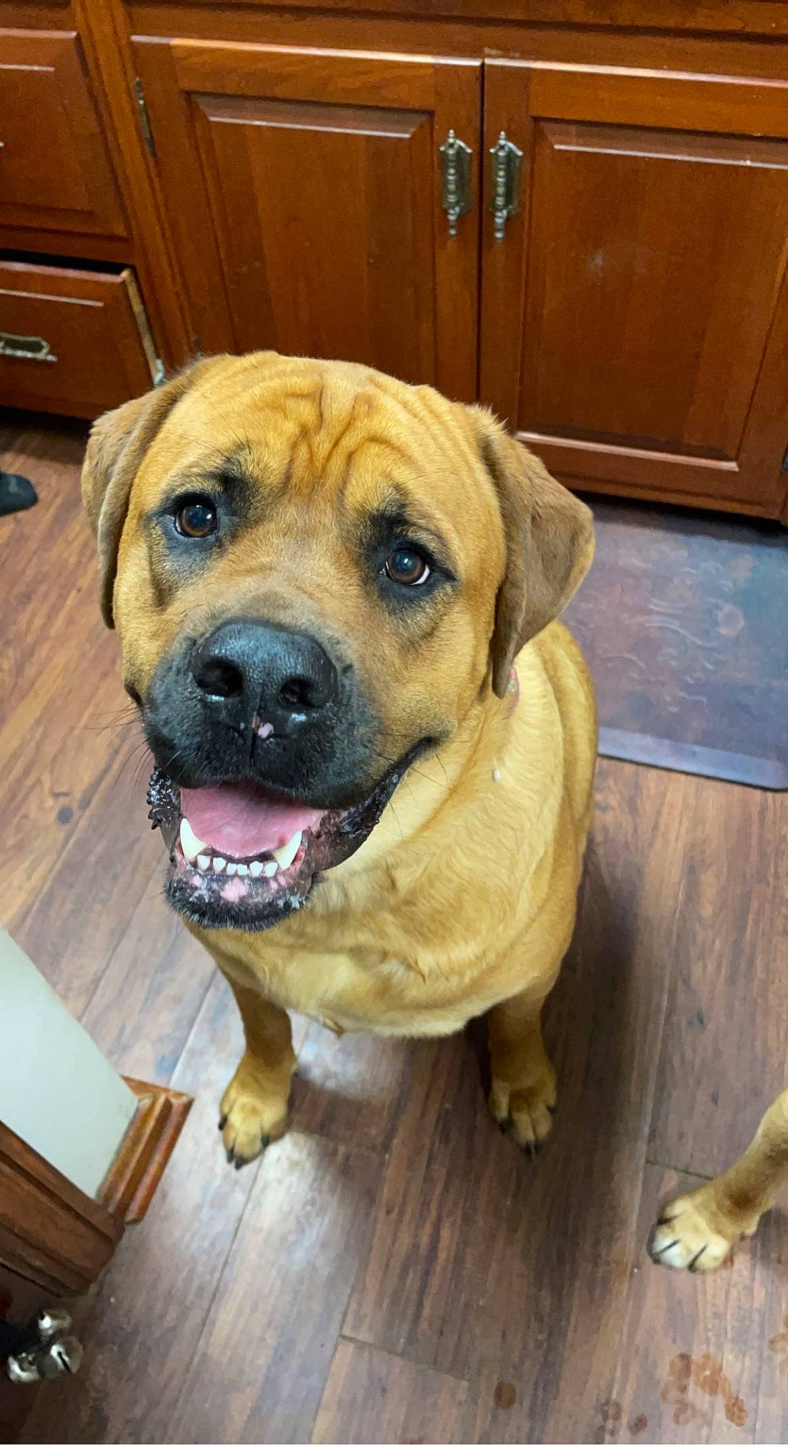 Billie joined the competition — help win amazing prizes! cabinetry, canidae, carnivore, chest_of_drawers, companion_dog, cupboard, dog, dog_breed, door, drawer, fawn, floor, flooring, hardwood, plank, varnish, whiskers, wood, wood_stain, wrinkle