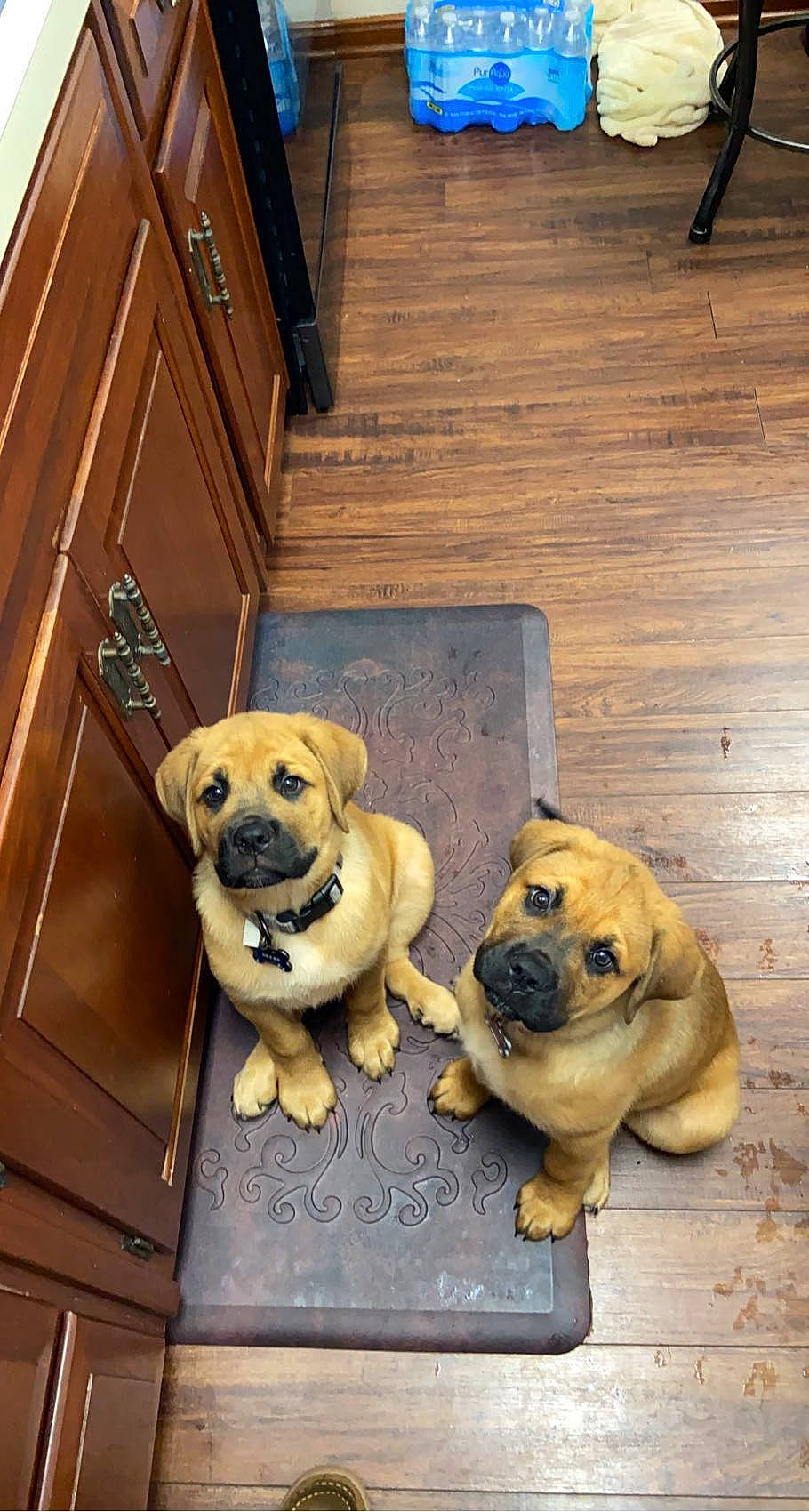 Billie joined the competition — help win amazing prizes! ancient_dog_breeds, canidae, carnivore, collar, companion_dog, dog, dog_breed, dog_collar, fawn, flooring, hardwood, pet_supply, snout, sporting_group, toy_dog, vertebrate, wood, wood_stain, working_animal, wrinkle