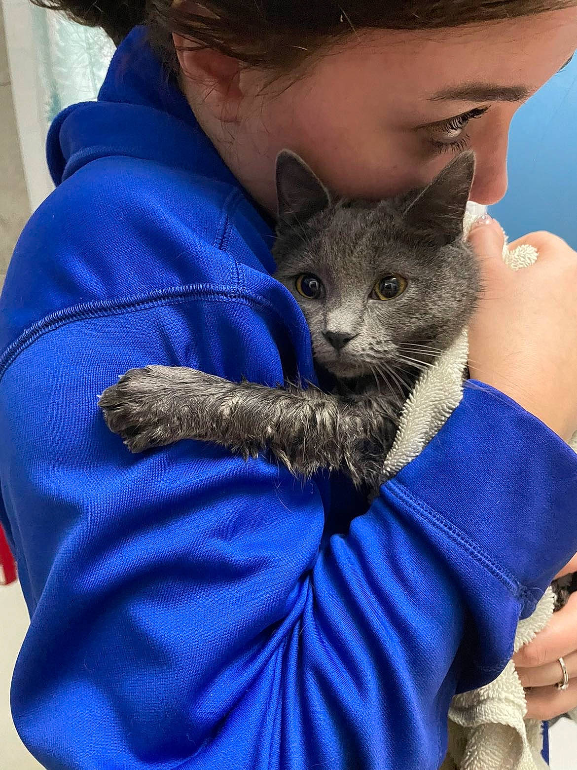 Callie joined the competition — help win amazing prizes! blue, carnivore, cat, comfort, domestic_short_haired_cat, ear, electric_blue, fawn, felidae, finger, fur, gesture, hand, sitting, sleeve, small_to_medium_sized_cats, snout, terrestrial_animal, whiskers, wildlife_biologist