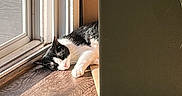 Biscuitz joined the competition — help win amazing prizes! cat, black_and_white, sunlight, cardboard_box, floor, window, door, indoor, resting, sleeping, pet, feline, wood_floor, shadow, relaxing, cozy, quiet, domestic, home, animal