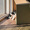 cat, black_and_white, sunlight, cardboard_box, floor, window, door, indoor, resting, sleeping, pet, feline, wood_floor, shadow, relaxing, cozy, quiet, domestic, home, animal