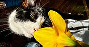 Biscuitz is registered to the contest to win money with this photo: black_and_white_cat, casual, cat, closeup, cozy, curious, denim, flower, household, indoor, legs, nose, pet, shadow, sunlight, tail, whiskers, wooden_floor, yellow_flower