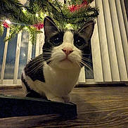 Biscuitz joined the competition — help win amazing prizes! animal, black_and_white, cat, christmas_tree, close_up, curious, decorations, domestic, ears, feline, flooring, holiday_lights, indoor, low_angle, night, pet, vertical_blinds, whiskers, window, wooden_floor