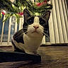 animal, black_and_white, cat, christmas_tree, close_up, curious, decorations, domestic, ears, feline, flooring, holiday_lights, indoor, low_angle, night, pet, vertical_blinds, whiskers, window, wooden_floor