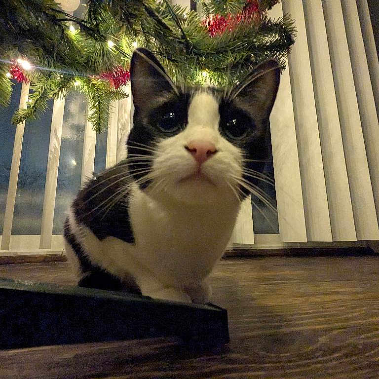 Biscuitz joined the competition — help win amazing prizes! animal, black_and_white, cat, christmas_tree, close_up, curious, decorations, domestic, ears, feline, flooring, holiday_lights, indoor, low_angle, night, pet, vertical_blinds, whiskers, window, wooden_floor