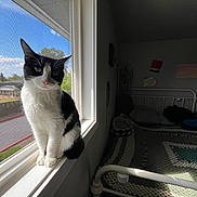 Biscuitz is registered to the contest to win money with this photo: cat, windowsill, window, screen, bedroom, bed, blanket, crochet, artwork, wall, sunlight, indoor, pet, black_and_white, fur, animal, domestic, cozy, quiet, resting