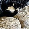 cat, black_and_white_cat, sleeping, curled_up, couch, upholstery, floral_pattern, jacket, indoor, pet, cozy, relaxing, fur, whiskers, animal, domestic_cat, napping, resting, soft, comfortable