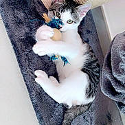 Rio a rejoint le concours — aidez-le/la à gagner de superbes lots ! kitten, cat, toy, feathers, blanket, scratching_post, indoor, pet, playful, fur, whiskers, ears, tail, paws, curious, closeup, white, gray, black, cute