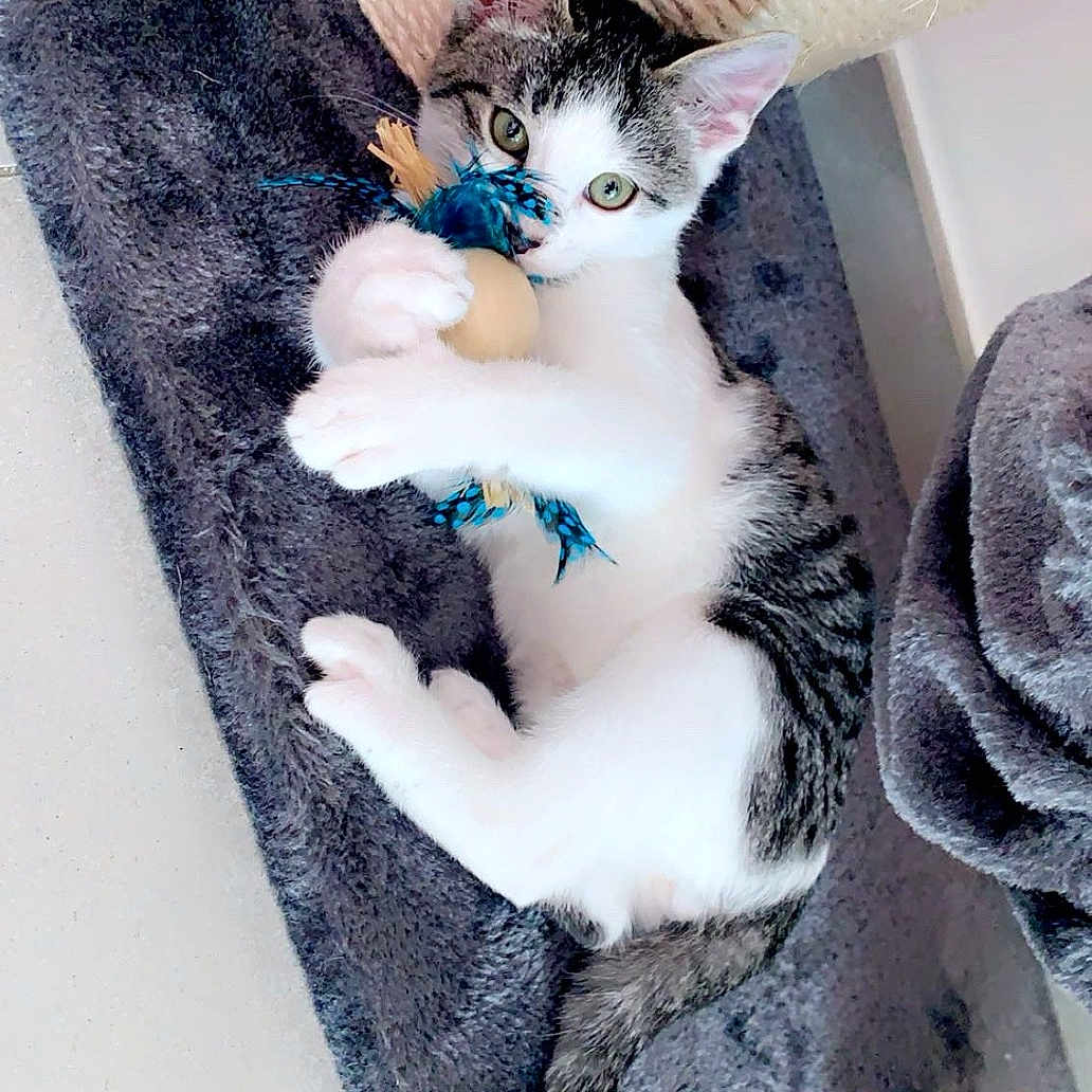 Rio a rejoint le concours — aidez-le/la à gagner de superbes lots ! black, blanket, cat, closeup, curious, cute, ears, feathers, fur, gray, indoor, kitten, paws, pet, playful, scratching_post, tail, toy, whiskers, white