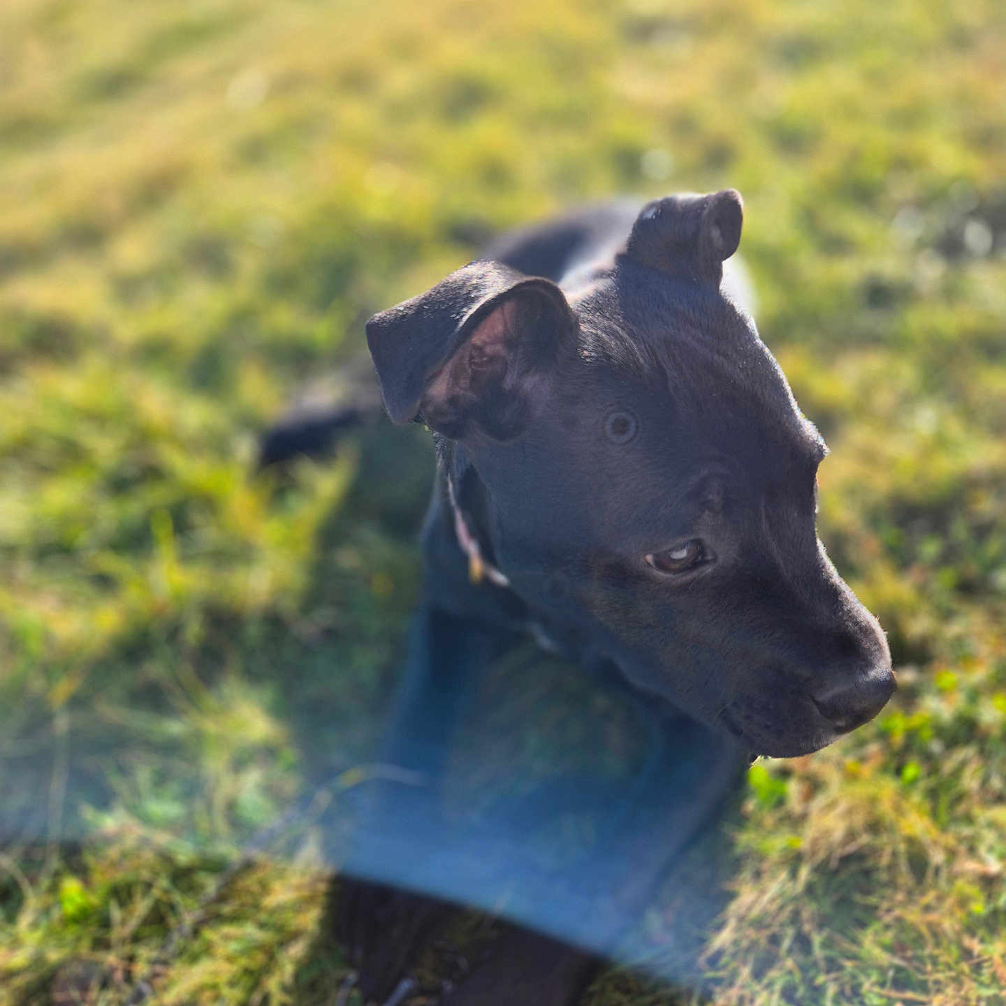 Vaneska participe au concours pour gagner de l'argent avec cette photo : animal, bear, bull, bulldog, canine, cattle, dog, field, grass, grassland, labradorretriever, livestock, nature, outdoors, pet, pitbull, plant, pointer, puppy, snout