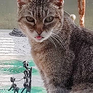Pépette a rejoint le concours — aidez-le/la à gagner de superbes lots ! animal, artistic, background, cat, close_up, curious, dog_sculpture, ears, gray_fur, green_plant, indoor, metal_sculpture, mischievous, person_sculpture, pet, sculpture, tabby_cat, tongue_out, whiskers, window