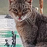 animal, artistic, background, cat, close_up, curious, dog_sculpture, ears, gray_fur, green_plant, indoor, metal_sculpture, mischievous, person_sculpture, pet, sculpture, tabby_cat, tongue_out, whiskers, window