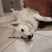 Thalia a rejoint le concours — aidez-le/la à gagner de superbes lots ! canine, companion, dog, domestic_animal, ears, floor, fur, home, indoor, lying_down, nose, paw, pet, red_sofa, relaxed, resting, sofa, tile_floor, upside_down, white_dog