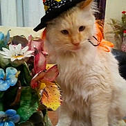 Ollie joined the competition — help win amazing prizes! cat, fluffy_cat, witch_hat, halloween, orange, black, ceramic_flowers, flower_arrangement, table, doily, indoor, curtains, vase, decor, pet, animal, home, cute, costume, feline