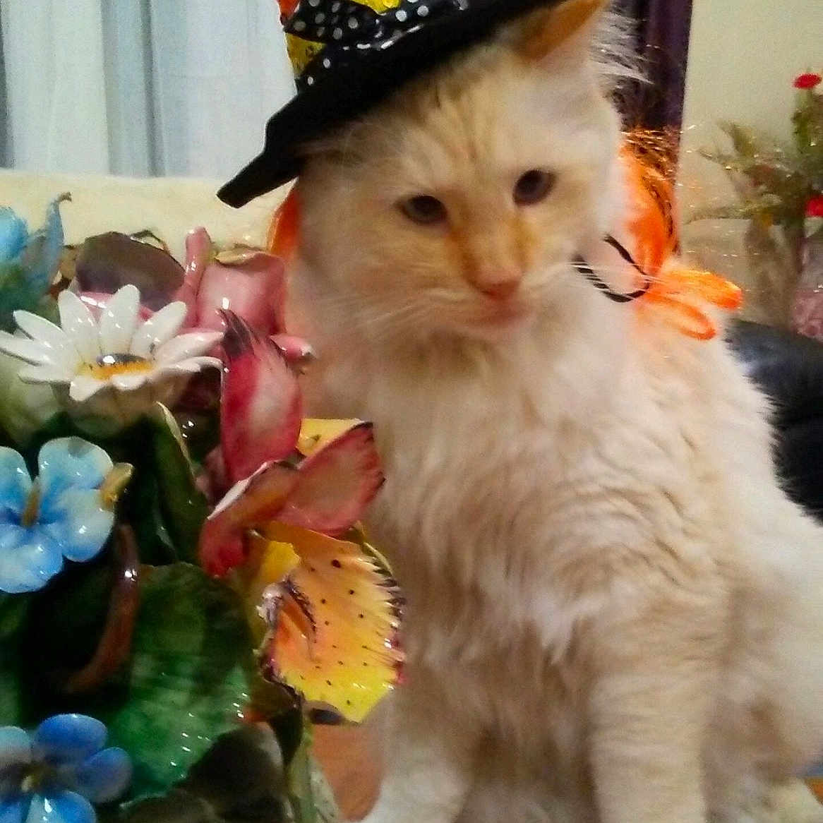 Ollie joined the competition — help win amazing prizes! cat, fluffy_cat, witch_hat, halloween, orange, black, ceramic_flowers, flower_arrangement, table, doily, indoor, curtains, vase, decor, pet, animal, home, cute, costume, feline