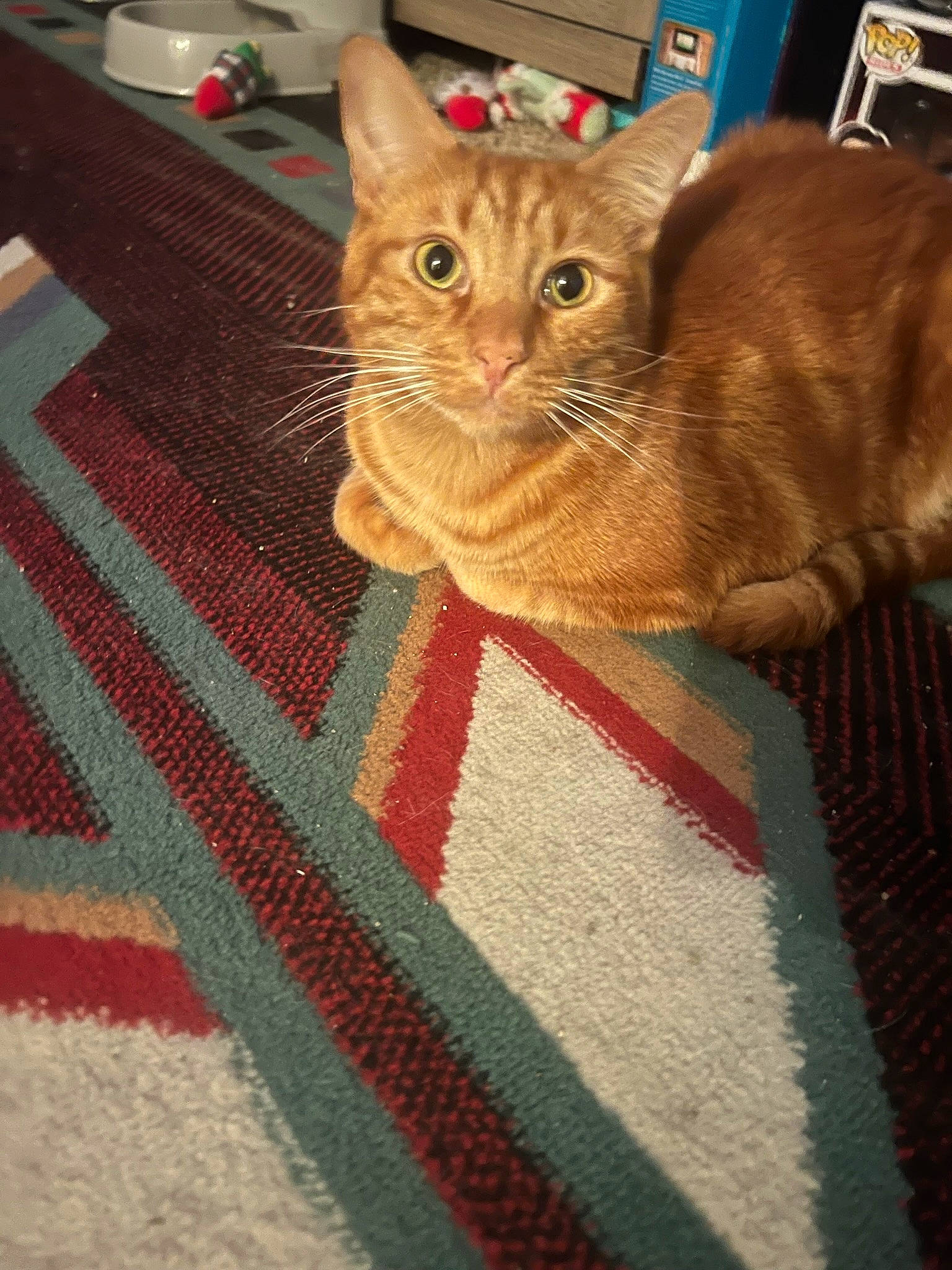 Earl is registered to the contest to win money with this photo: art, carnivore, carpet, cat, domestic_short_haired_cat, fawn, felidae, flooring, fur, linens, mat, pattern, rug, small_to_medium_sized_cats, tail, textile, whiskers, wood, wool, woolen