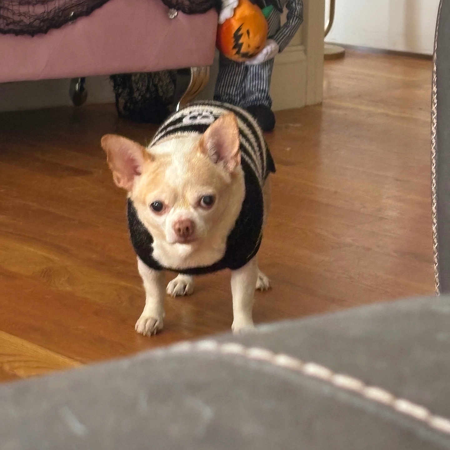 Harlow Monroe is registered to the contest to win money with this photo: animal, ball, bulldog, canine, chihuahua, couch, dog, football, frenchbulldog, furniture, hardwood, indoors, interiordesign, pet, puppy, soccer, soccerball, toy, whitedog, wood